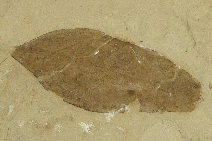 Eocene Fossil Leaf (Beilschmiedia) - Green River Formation, Utah #331859